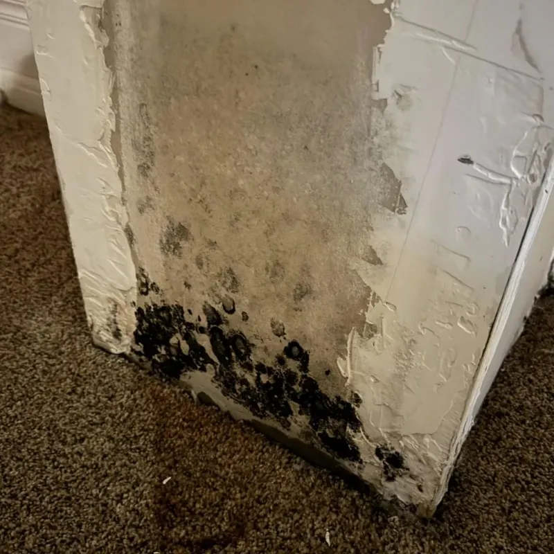 Professional Mold Removal in Parmer County, TX